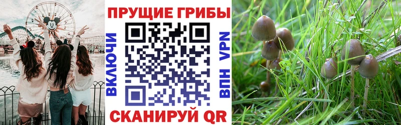 кракен tor  где найти   Пересвет  Псилоцибиновые грибы GOLDEN TEACHER 